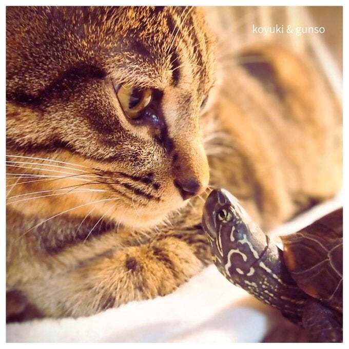 「もう野性には戻れない」猫と亀がくつろぐ姿が話題に「楽園」「なんて平穏な日々」