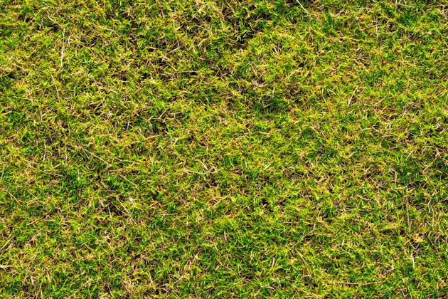 The ‘footprint test’ couldn’t be easier to do – you just have to step onto your grass and watch the reaction.