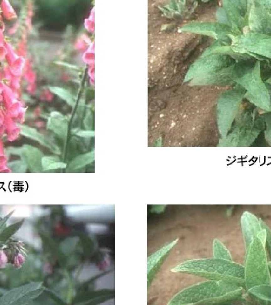 この植物、実は「有毒」…身近な場所に自生、野菜と勘違いしたら死亡することも