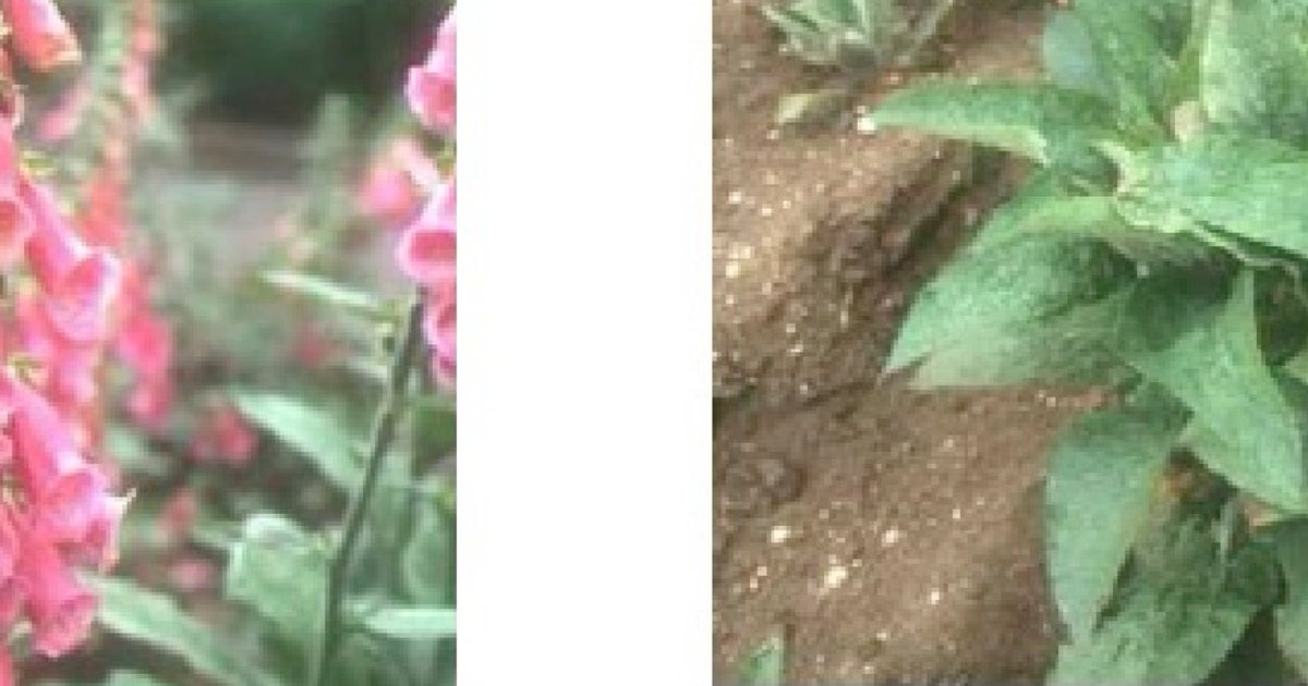この植物、実は「有毒」…身近な場所に自生、野菜と勘違いしたら死亡することも