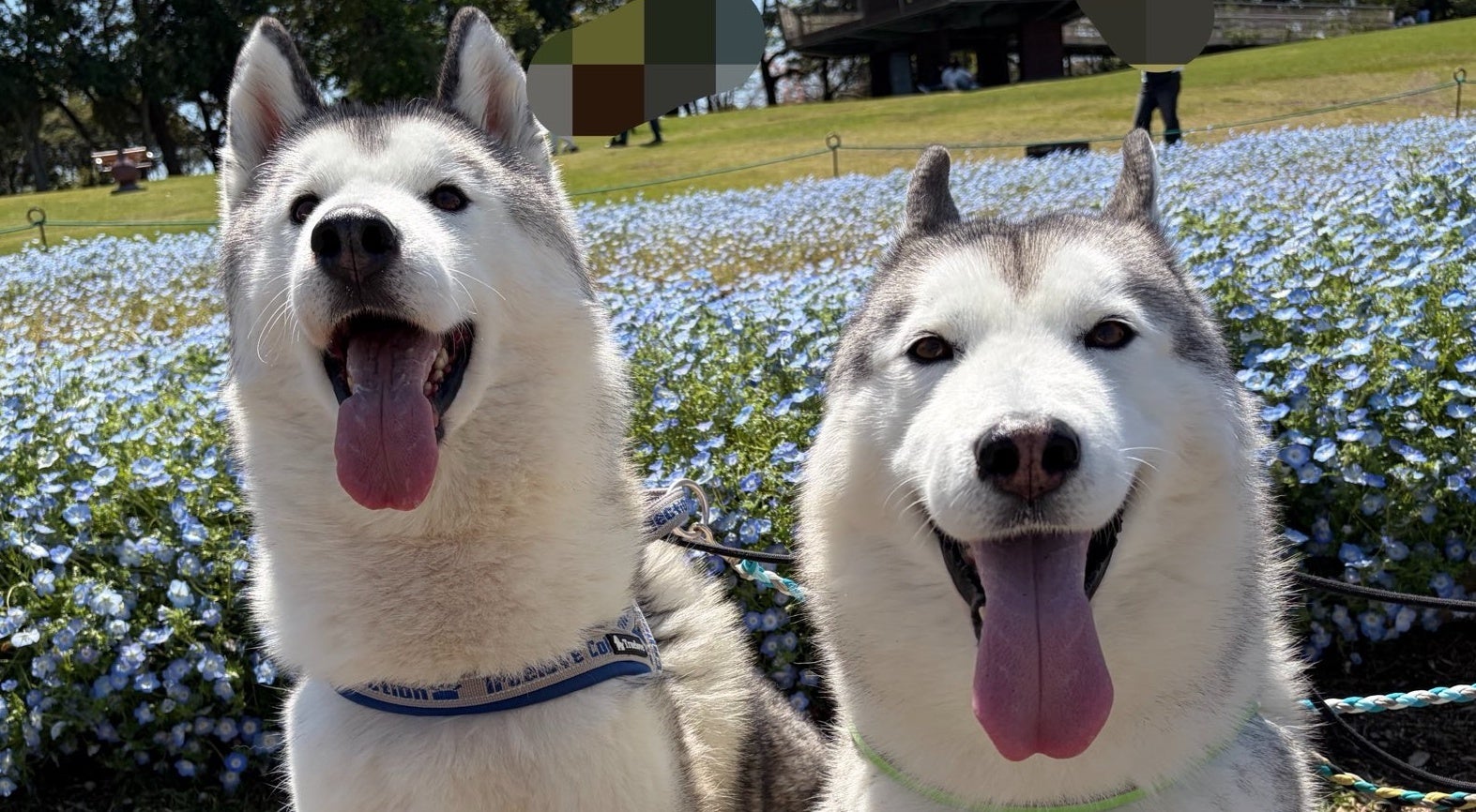 ハスキー2匹、お揃いで何してるん...？⇨美しくシンクロした踏ん張りに「見事」「大好き」と大爆笑