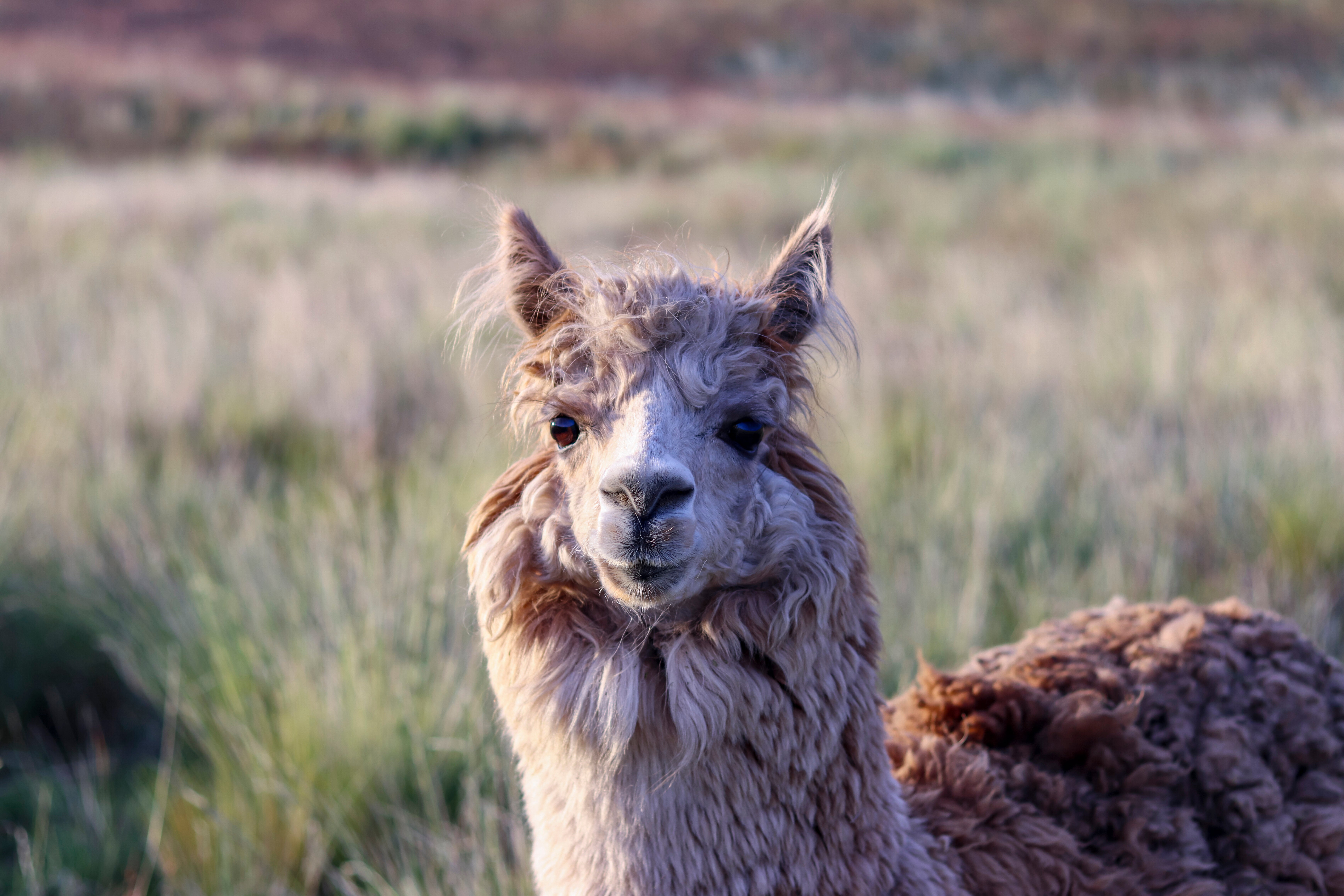 アルパカたちが園内をダッシュ！軽快に走る姿に「月曜日の楽しみ」「一緒に走りたぃ〜」と反響