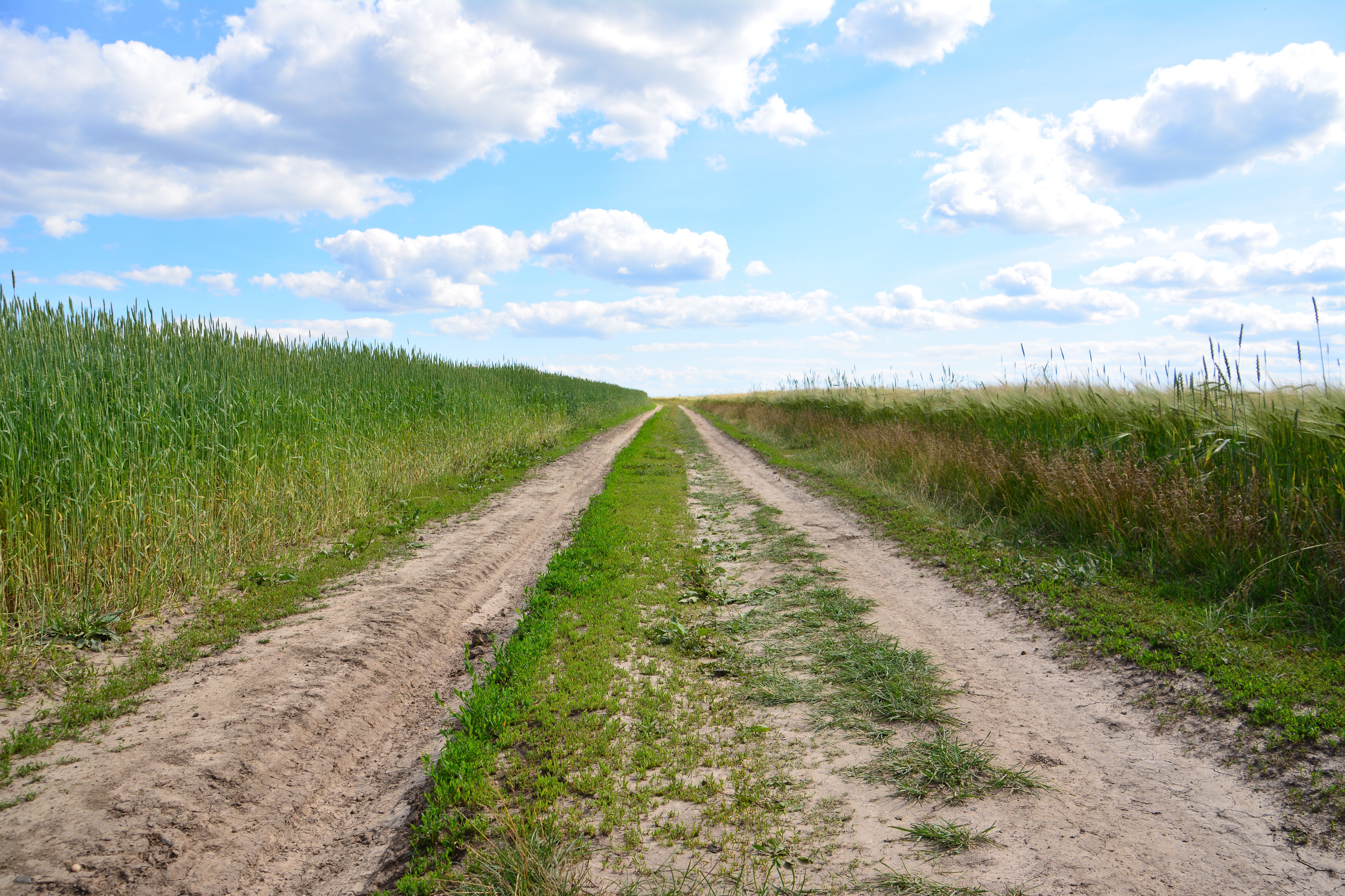 その黄緑の花、絶対に触らないで。「道端にたくさん生えてた」「形はかわいいけど…」報告相次ぐ