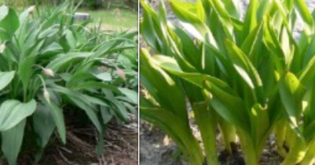 この植物、絶対食べないで。葉はギョウジャニンニク、球根はミョウガにそっくり…。園芸で広く流通、誤食で死亡も