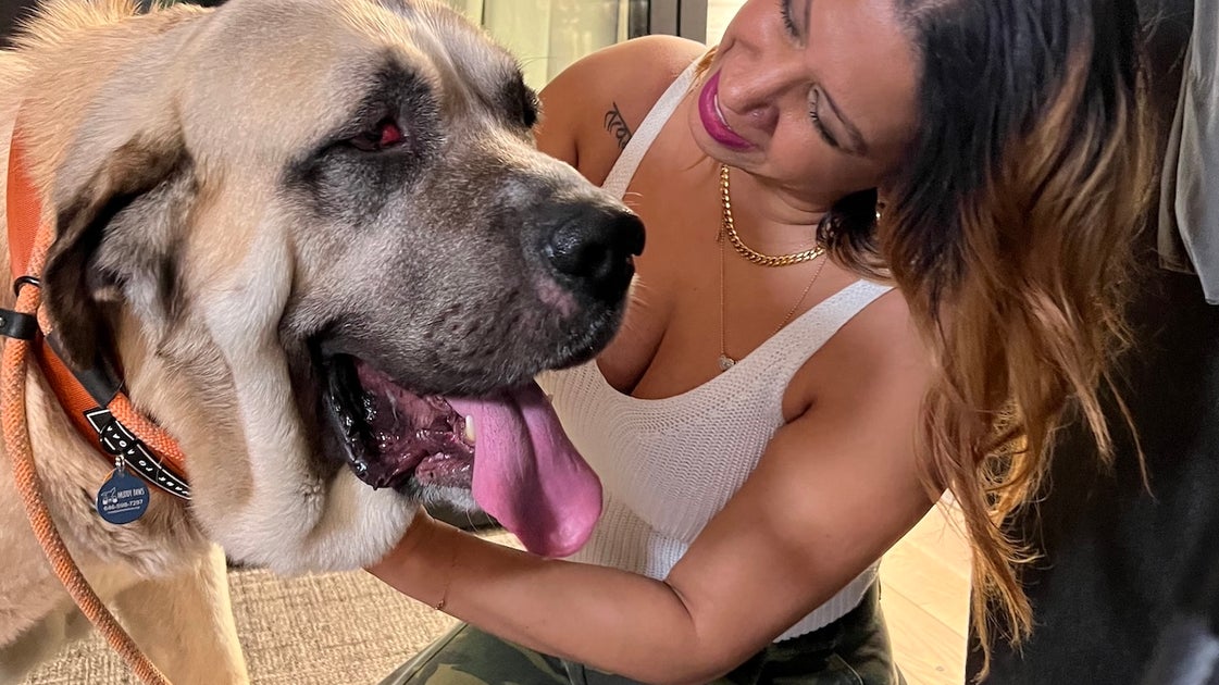 Adopting A Dog? Do Not Leave The Shelter Without Asking These 3 Questions.