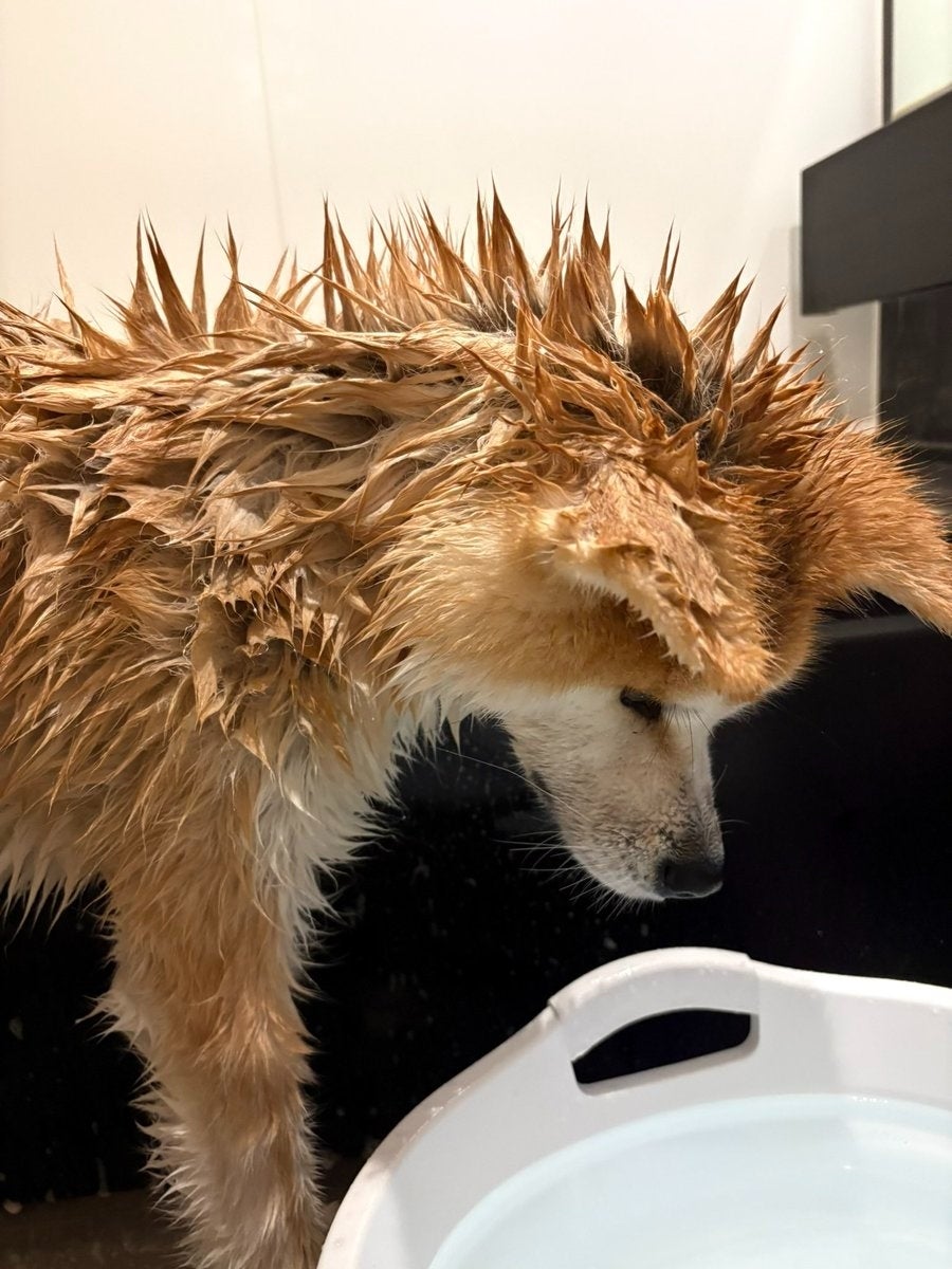 秋田犬を洗ったら“別犬”に…？「ゴジラかと」「パンクすぎる」「シド・ヴィシャスみたい」と話題