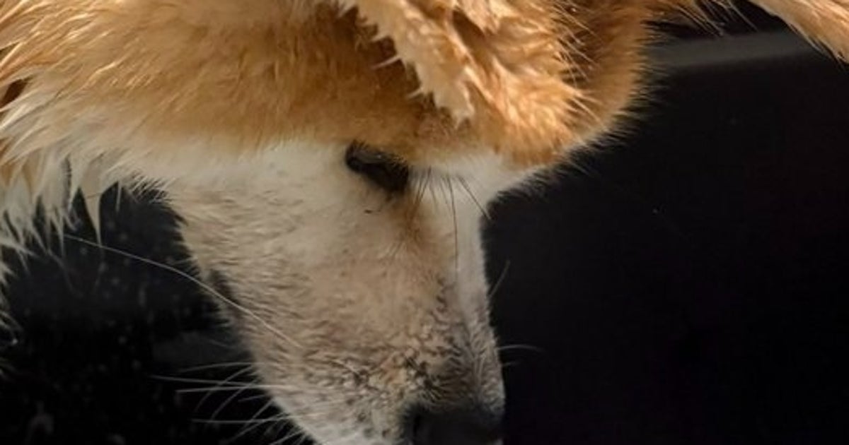 秋田犬を洗ったら“別犬”に…？「ゴジラかと」「パンクすぎる」「シド・ヴィシャスみたい」と話題