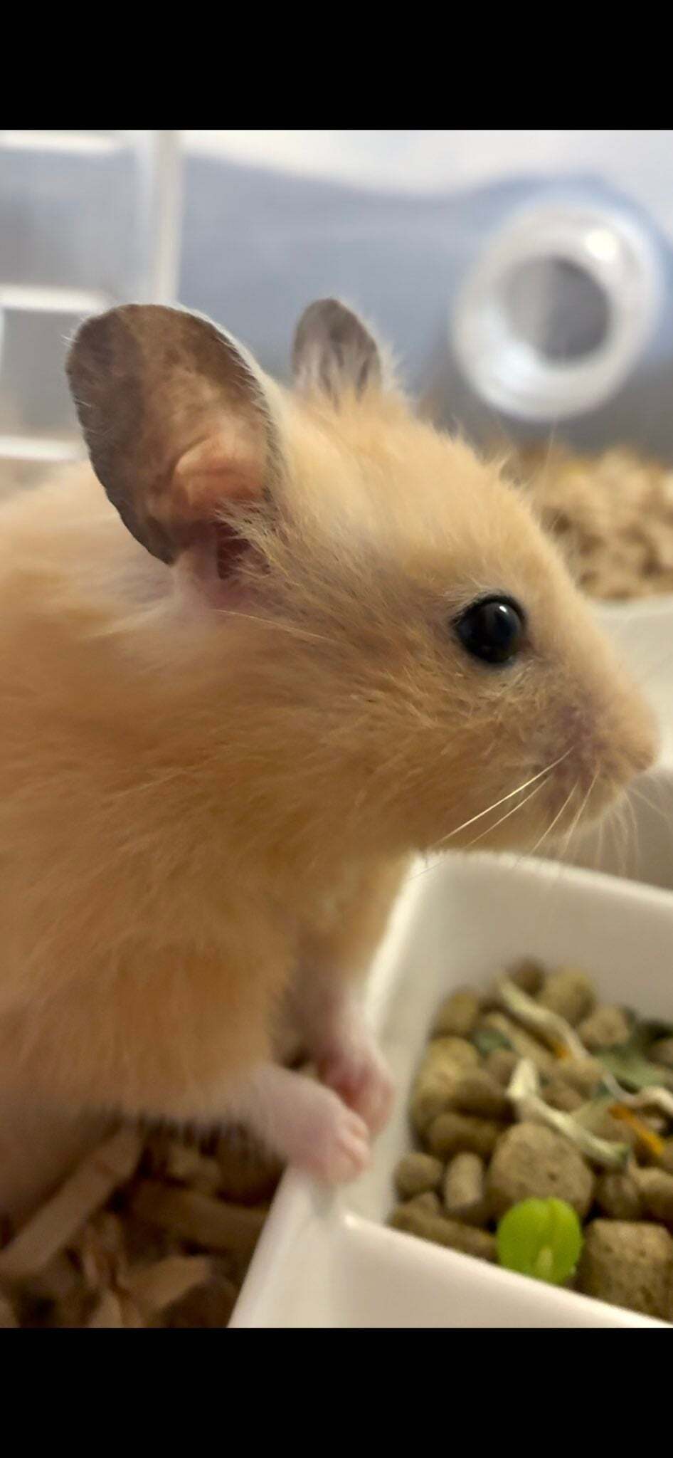 ハムスターのそばでくしゃみをしたら……愛おしすぎるリアクションに「何回も見てる」「かわいすぎ」とSNS悶絶