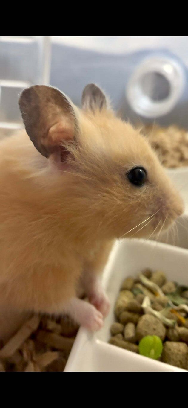まろんちゃんの美しき横顔