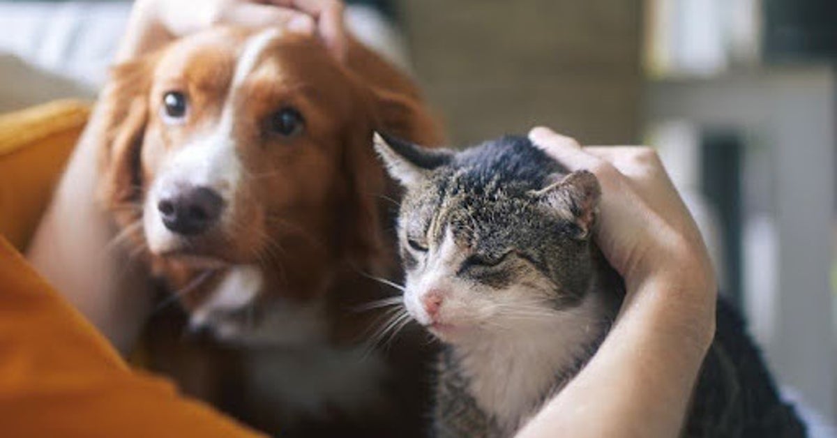 離婚したらペットはどうなるの？裁判になるケースも...「親権」「養育費」「面会」について解説