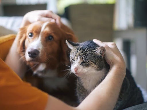 ペットの飼い主は、離婚時の話し合いで決めるのが一般的です
