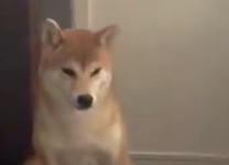 目覚めたらティッシュ舞い散る朝…⇨やらかした柴犬と見守る柴犬、正反対の反応が可愛すぎると話題に