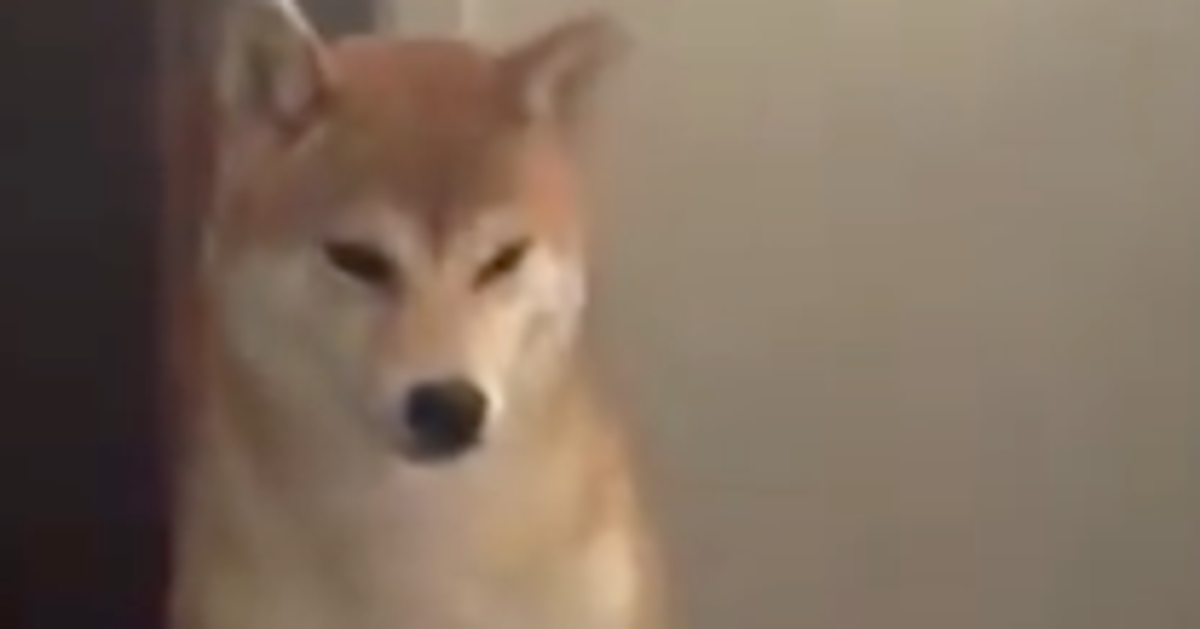 目覚めたらティッシュ舞い散る朝…⇨やらかした柴犬と見守る柴犬、正反対の反応が可愛すぎると話題に
