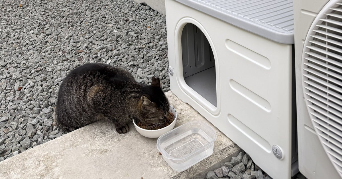 地域猫を窓越しにひっそり見守る愛猫の姿に…⇒「シスターみたい」の声