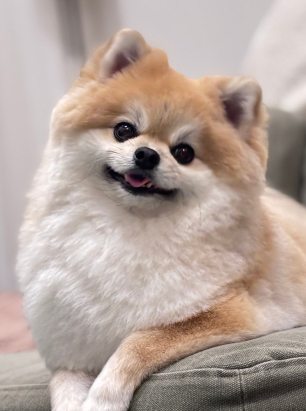 「本人確認突破できない」ワンコの保険証ショットと現在の激変ぶりにSNS驚き「別人ならぬ別犬」「ま、まゆげでなんとか…」