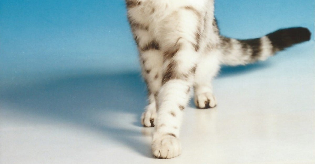 愛猫を知り合いに預けたら…⇨まさかの写真館で記念撮影。完璧なショットに「アクスタでも作ろうかな」