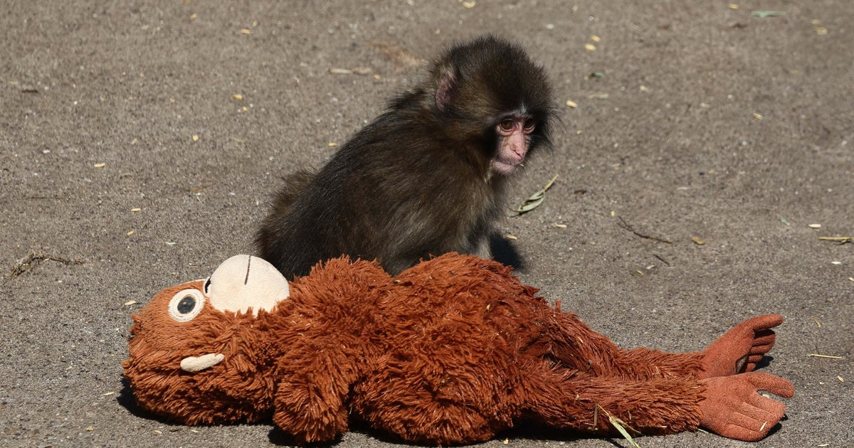 子ザルの"パンチくん"にそっくり！？ アニメ『呪術廻戦』から名前をとったサルが話題に（メキシコ）