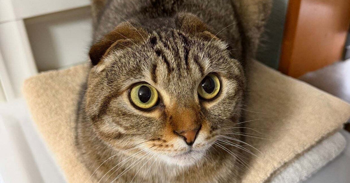 「嘘みたいだろ…」寝ながら動く猫にSNSで驚きの声「何の夢見てるのかな」「まるで早送り」