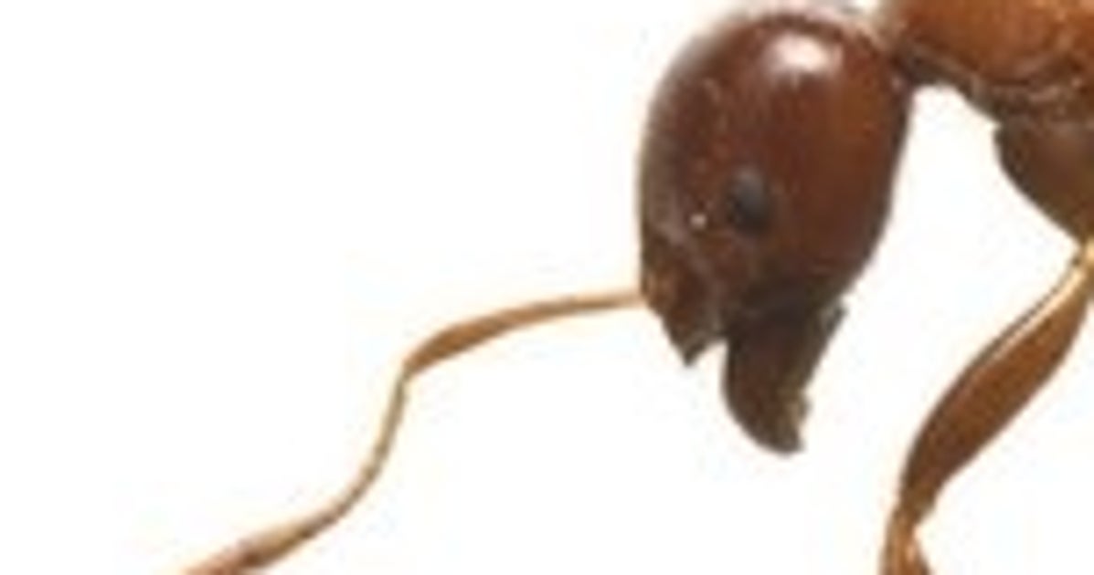 赤くてツヤツヤしたアリ、絶対に触らないで。「家で段ボールを開けたら…」の事例も