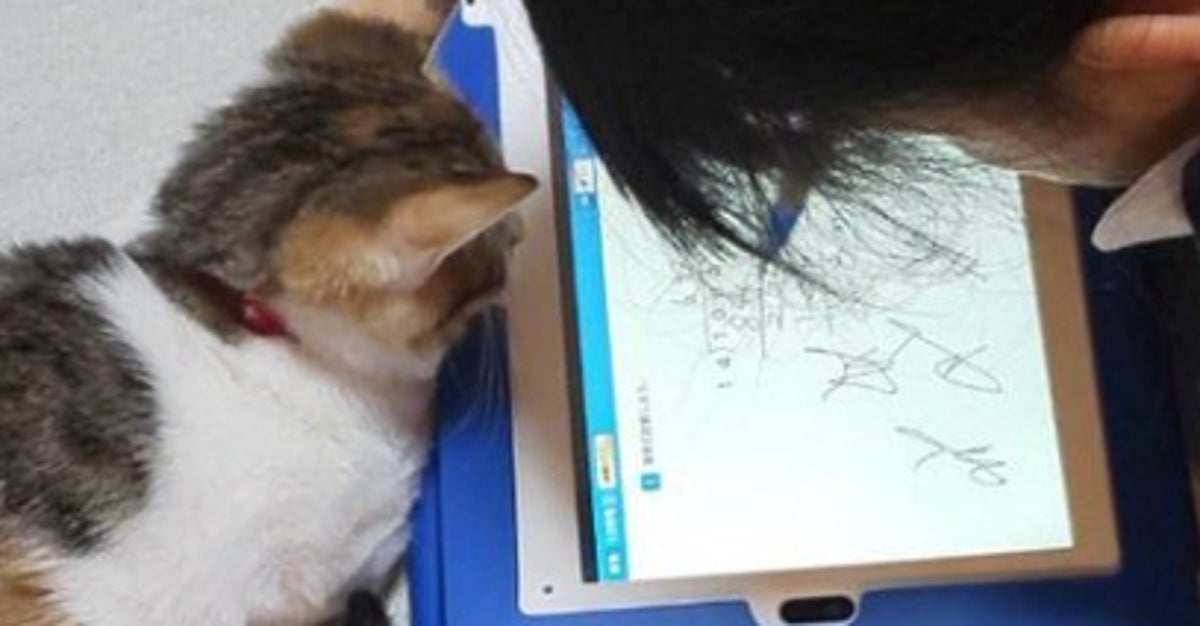 0歳だった愛猫と子ども、5年後の2ショットに反響⇨「ず〜っと続け！」「一緒に大きくなったね」