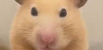 ハムスターが『天空の城ラピュタ』のキャラみたいな“驚きの仕草”⇨「職場で吹いた」「アピールすごい」と爆笑
