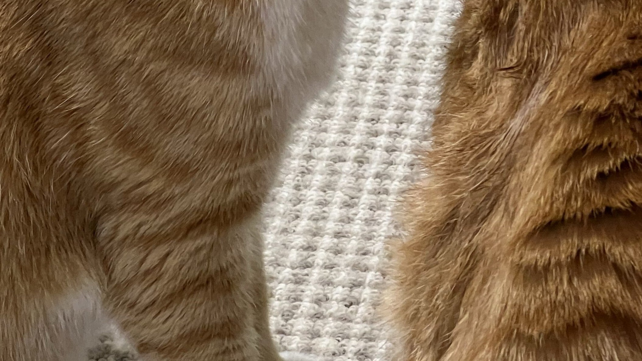 猫が猫を“毛づくろい”した結果…⇨思わぬ仕上がりに「強風当てられた？」「ゴッソリですね」