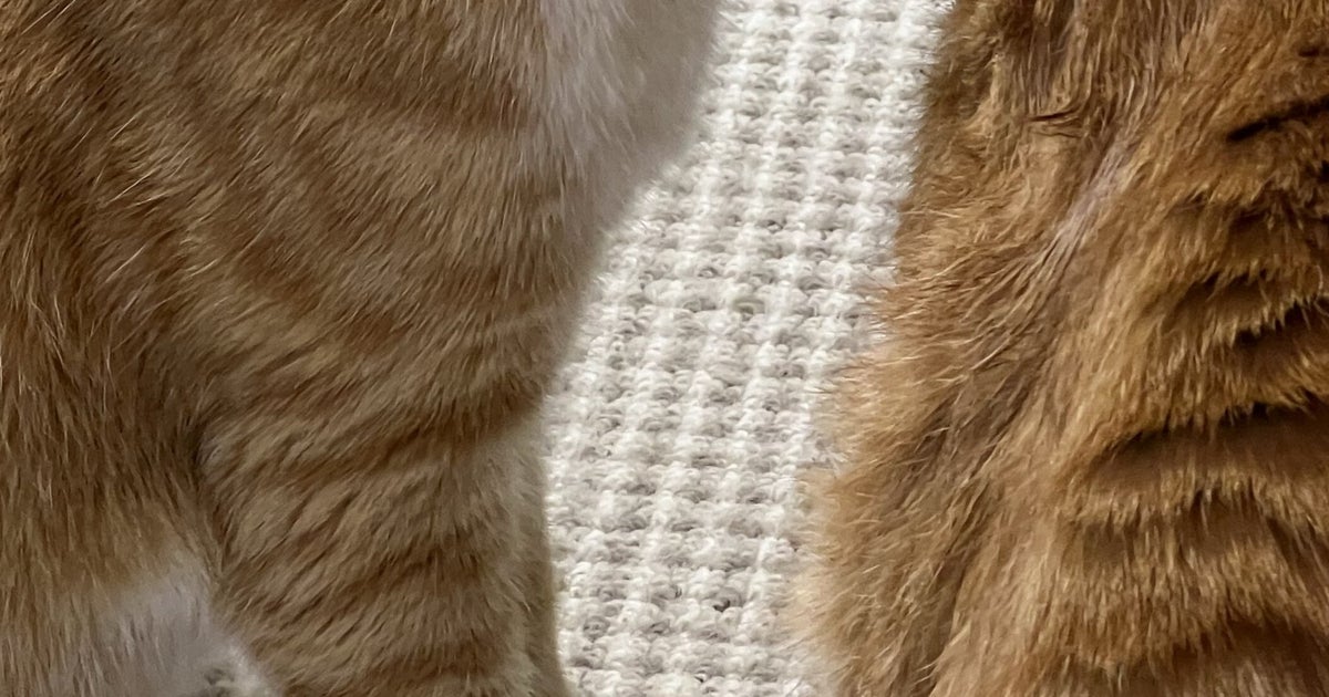 猫が猫を“毛づくろい”した結果…⇨思わぬ仕上がりに「強風当てられた？」「ゴッソリですね」