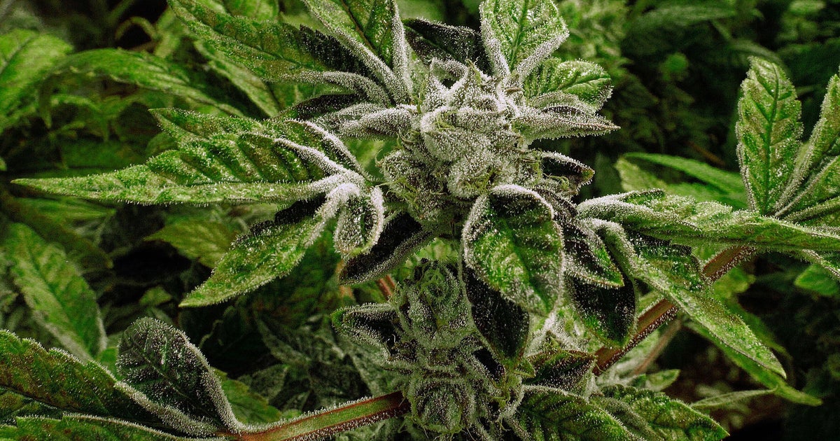 Trump Reclassifies State-Licensed Medical Marijuana As A Less-Dangerous Drug In A Historic Shift