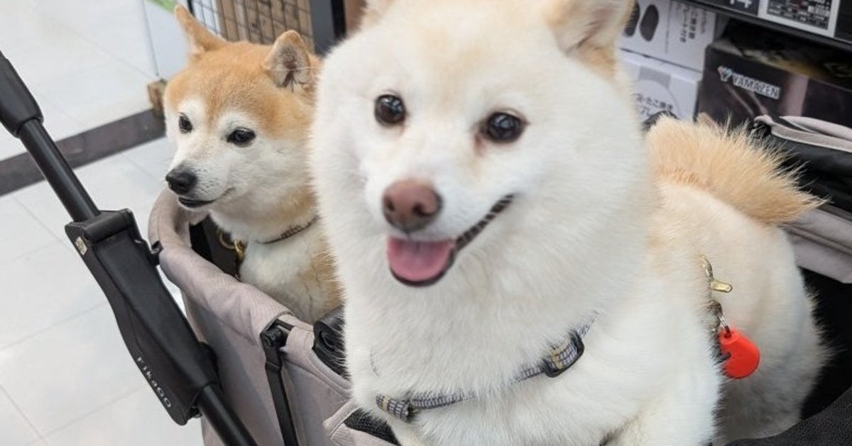 昼休みに帰宅した飼い主に愛犬“猛アタック”⇨その様子に「だから犬派をやめられない」と反響