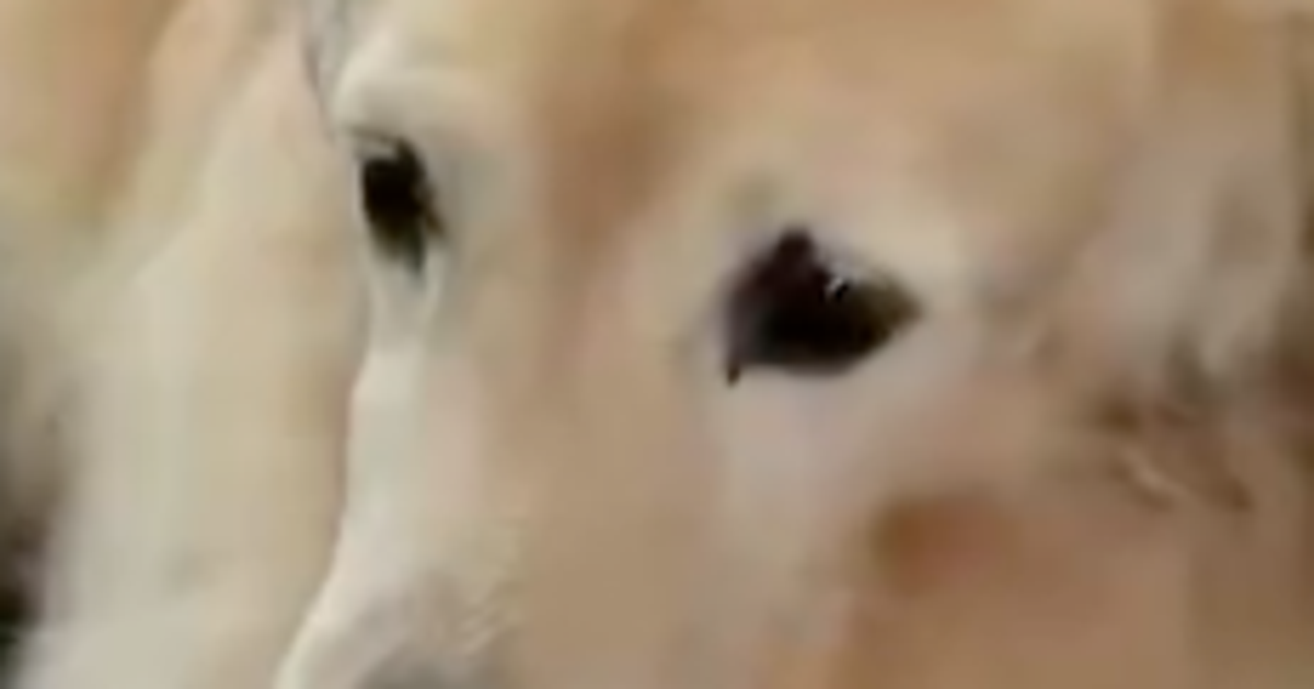寝そべる犬VS掃除ロボ⇒密かな攻防が「吸われちゃう」「メンタル強い」と話題に