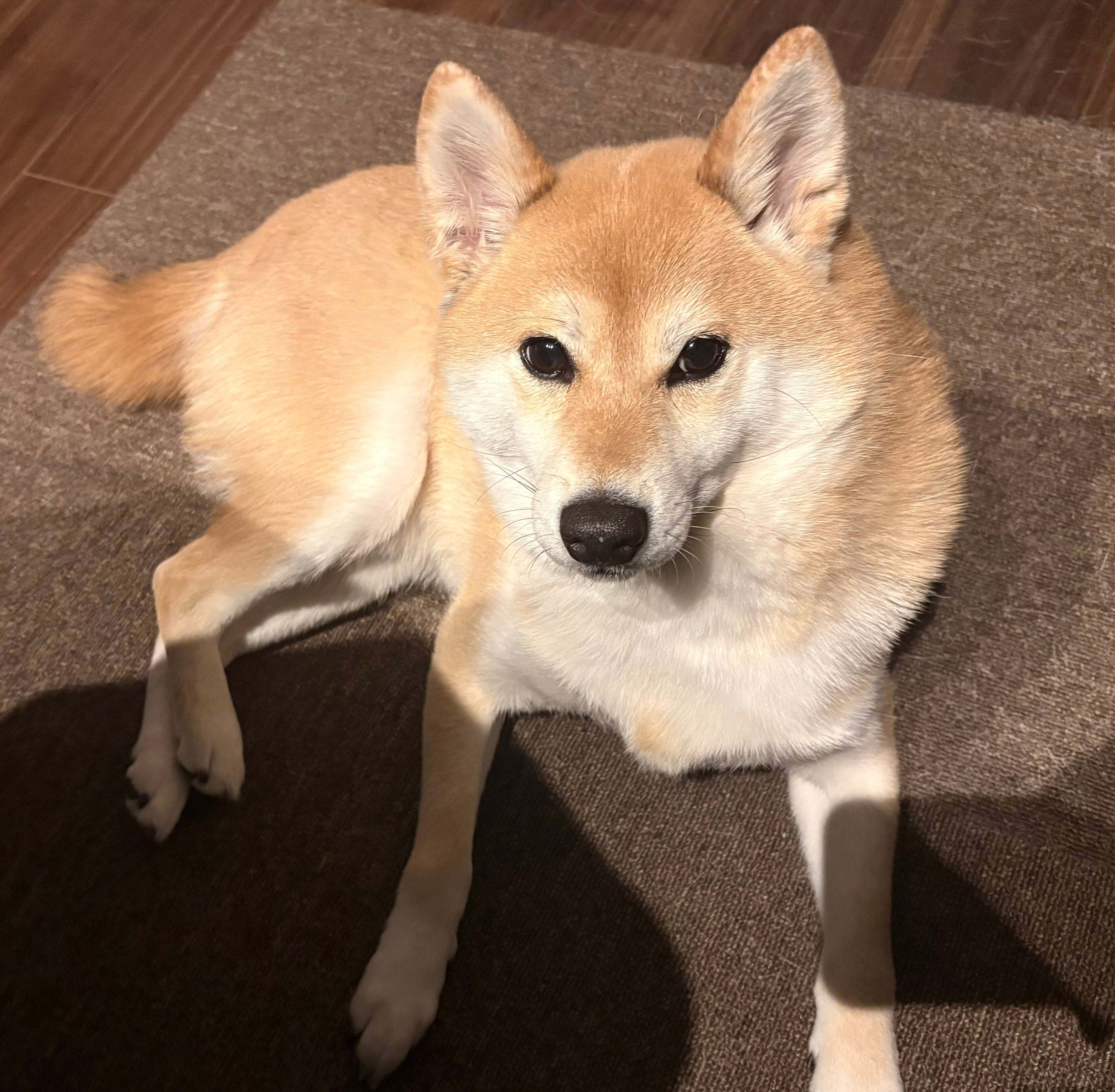 「ニャン」と鳴く柴犬にSNS大反響「めっちゃ猫でビックリ」「歌ってるみたい」