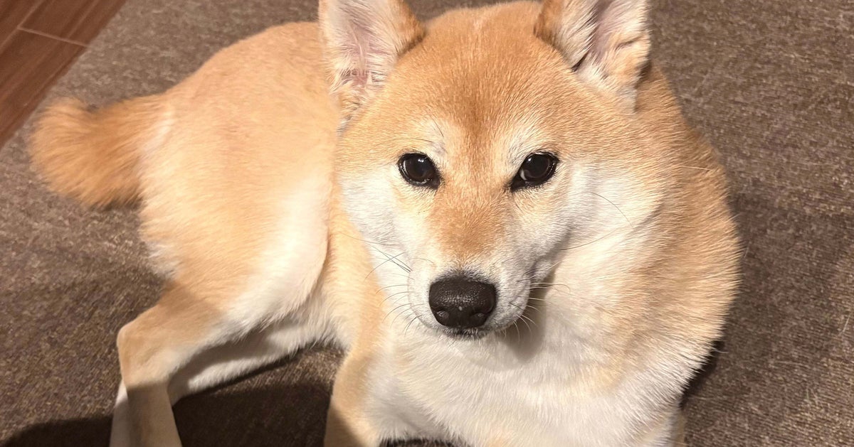 「ニャン」と鳴く柴犬にSNS大反響「めっちゃ猫でビックリ」「歌ってるみたい」