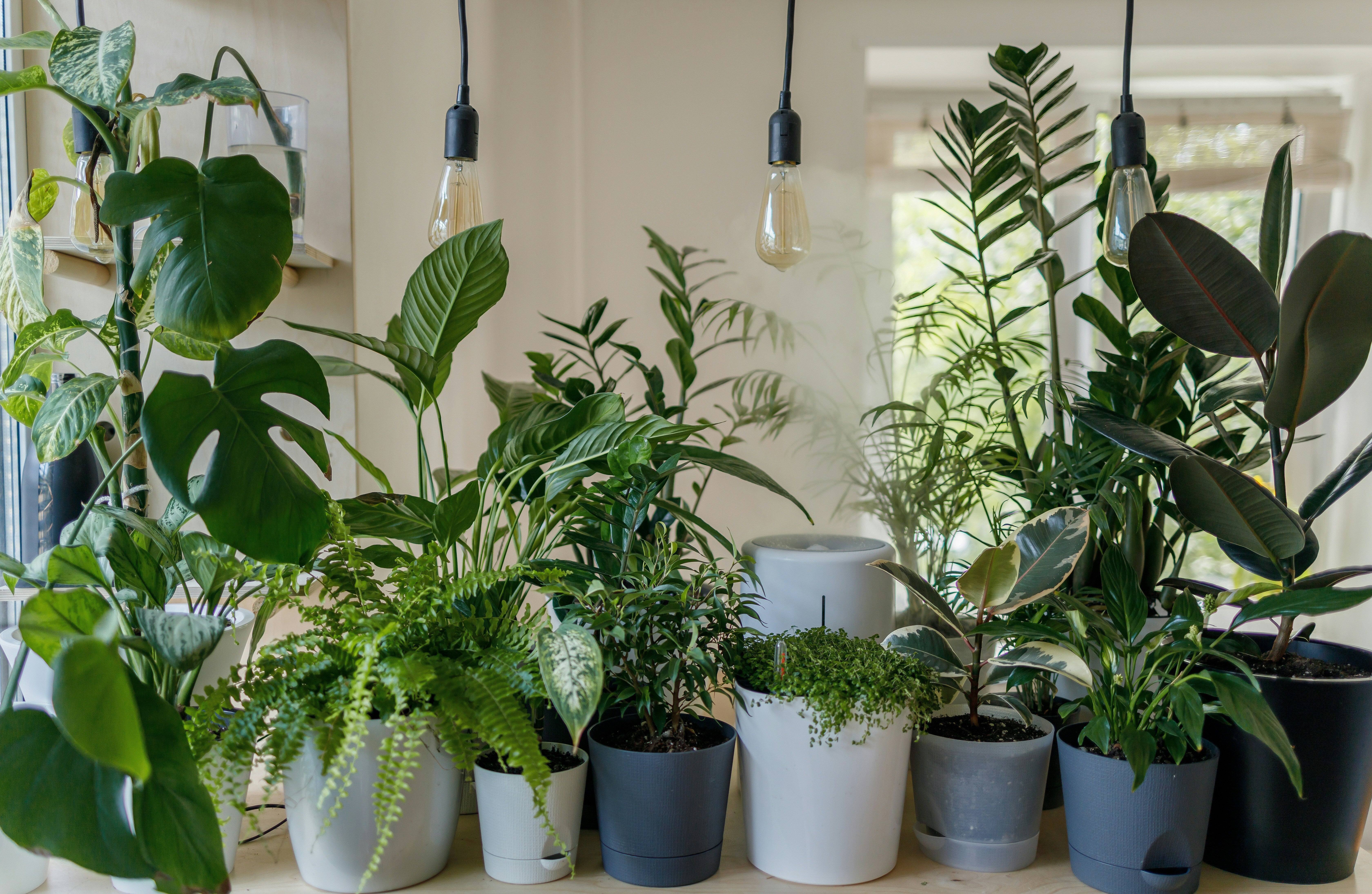 If Tiny Black Flies Are All Over Your Houseplants, Try A Fan