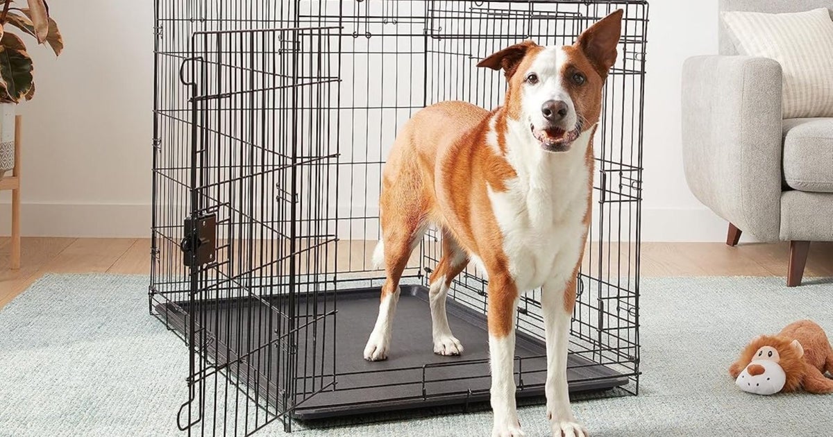 This Pet Item Gives Dogs A Sense Of Comfort And Security — And A Vet Says You Need One