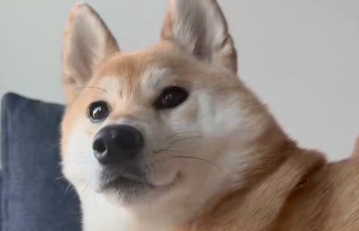 柴犬の鳴き声が猫だった⇒「ワンというよりニャンだよね」と飼い主も驚く