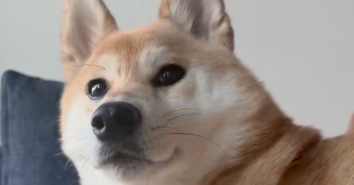 柴犬の鳴き声が猫だった⇒「ワンというよりニャンだよね」と飼い主も驚く