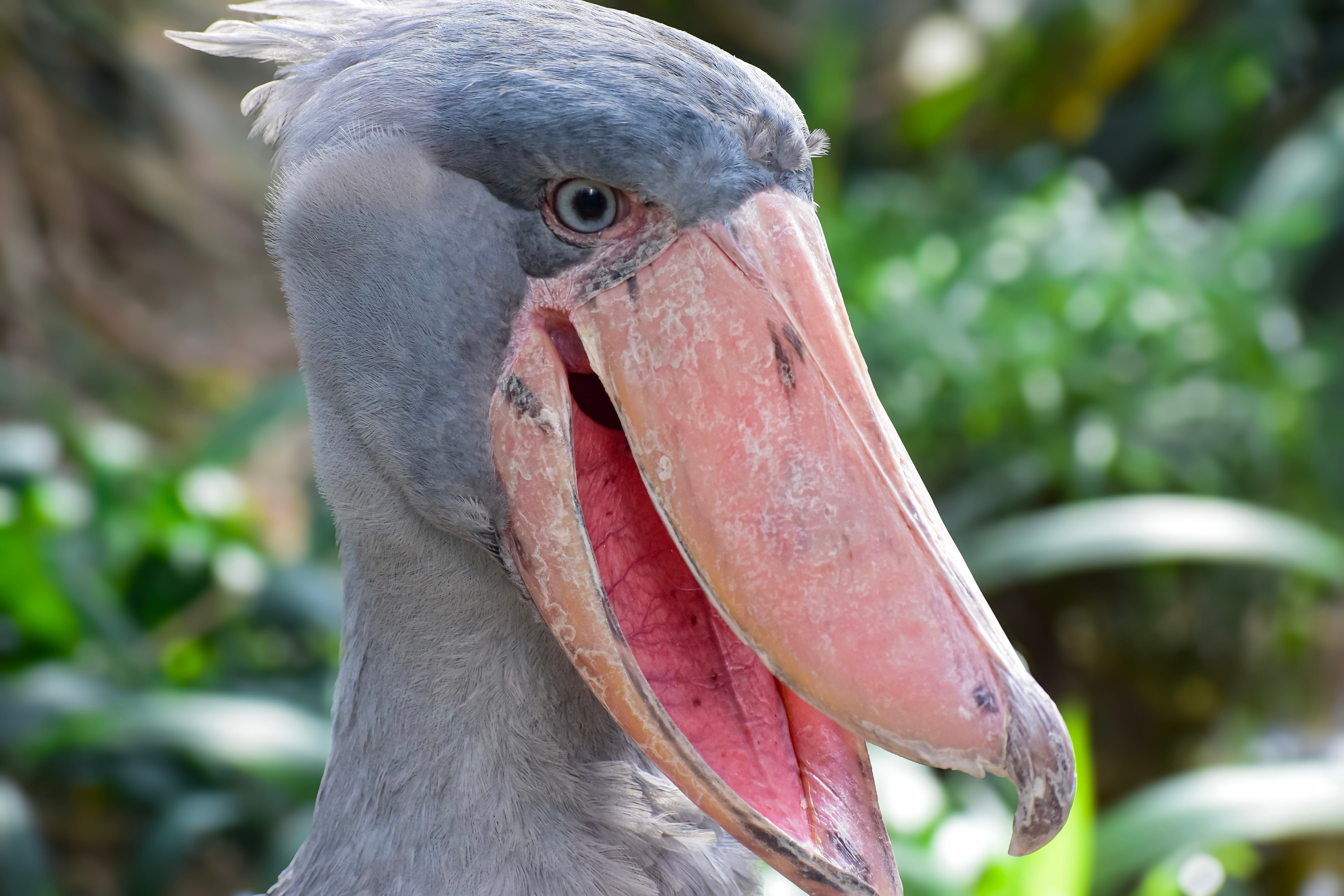 ハシビロコウが“お座り”するとこうなる⇨「膝ってそっち側に曲がるんだ…」「猫の香箱座りみたい」の声
