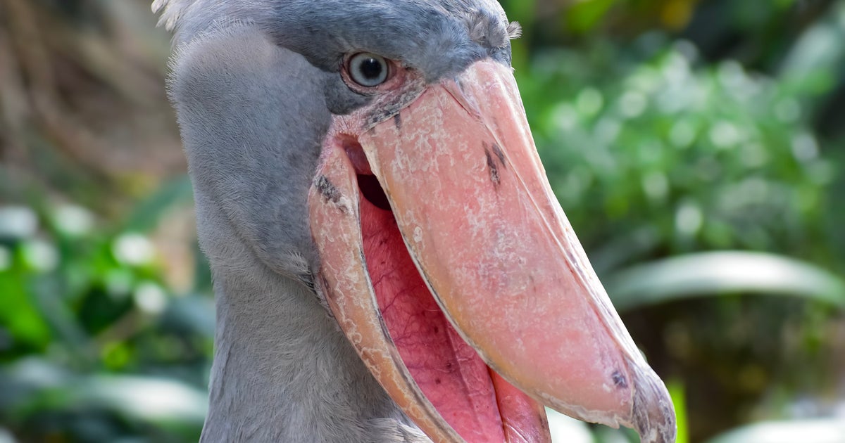 ハシビロコウ、巨大な翼を広げて何してる？⇨飼育員の種明かしに「面白い」「羽アピールじゃないんだ」と反響