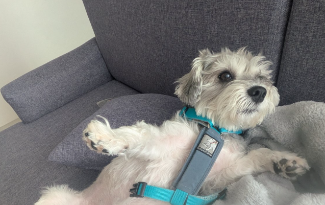 散歩嫌いの犬、飼い主の準備中に驚きの行動に...！⇨「発想が天才すぎ」「究極の知恵」と大爆笑