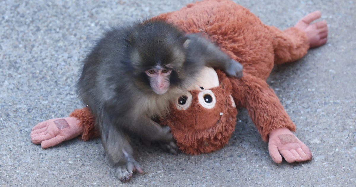 子ザルのパンチくんを見つけよう！クイズで楽しむ動物園の魅力