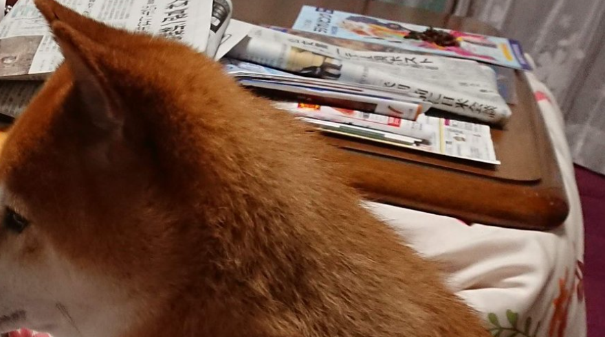 母からコレステロール値を注意される柴犬⇨「反省感出てる」「真剣に聞いててえらい」と6.6万「いいね」