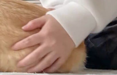 まるでパンみたいなコーギーの“もちもちボディ”に「コッペパン？」「デカい栗饅頭」の声