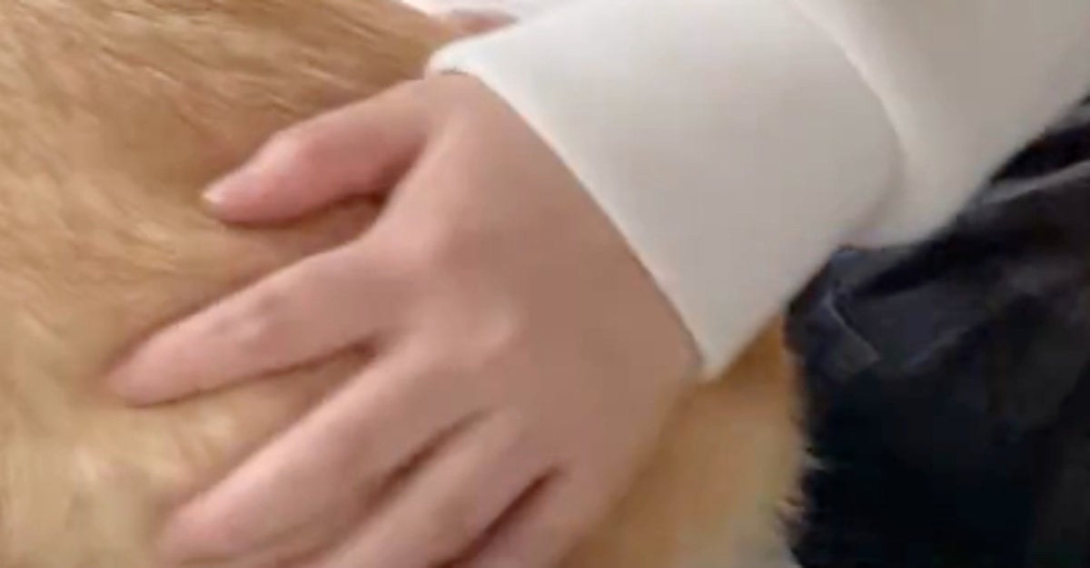 まるでパンみたいなコーギーの“もちもちボディ”に「コッペパン？」「デカい栗饅頭」の声