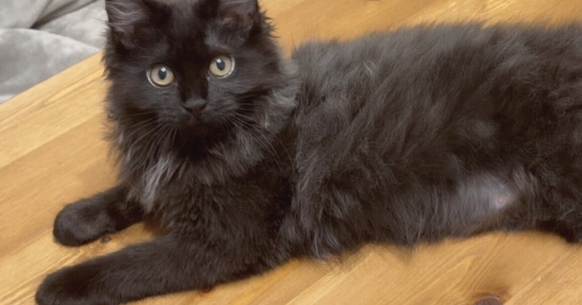 黒猫たちの4つの目がまるで...⇨新種の生物みたいな“合体ショット”に「めっちゃ笑った」「完成度高い」の声