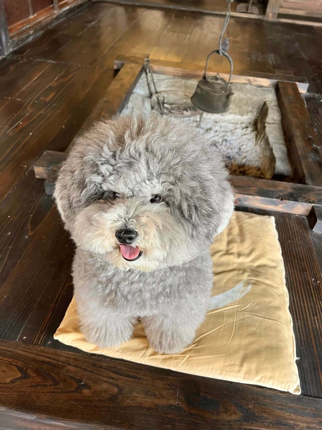 もふもふでかわいいトイプードルの「れある」くん