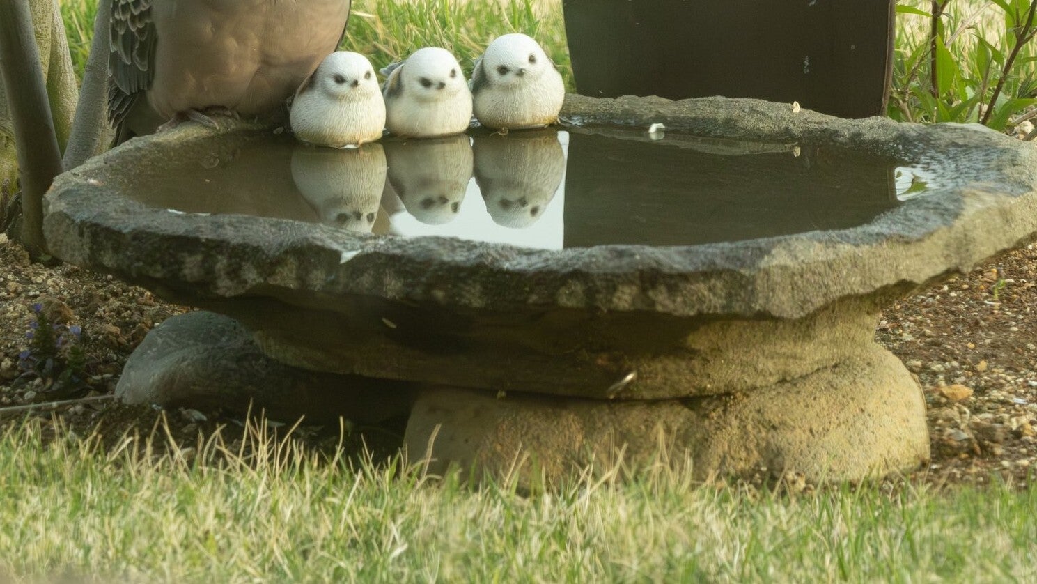 置物のシマエナガと「同化している」キジバトにネット騒然⇨「違和感なさすぎる！」「家族にしか見えない」と反響