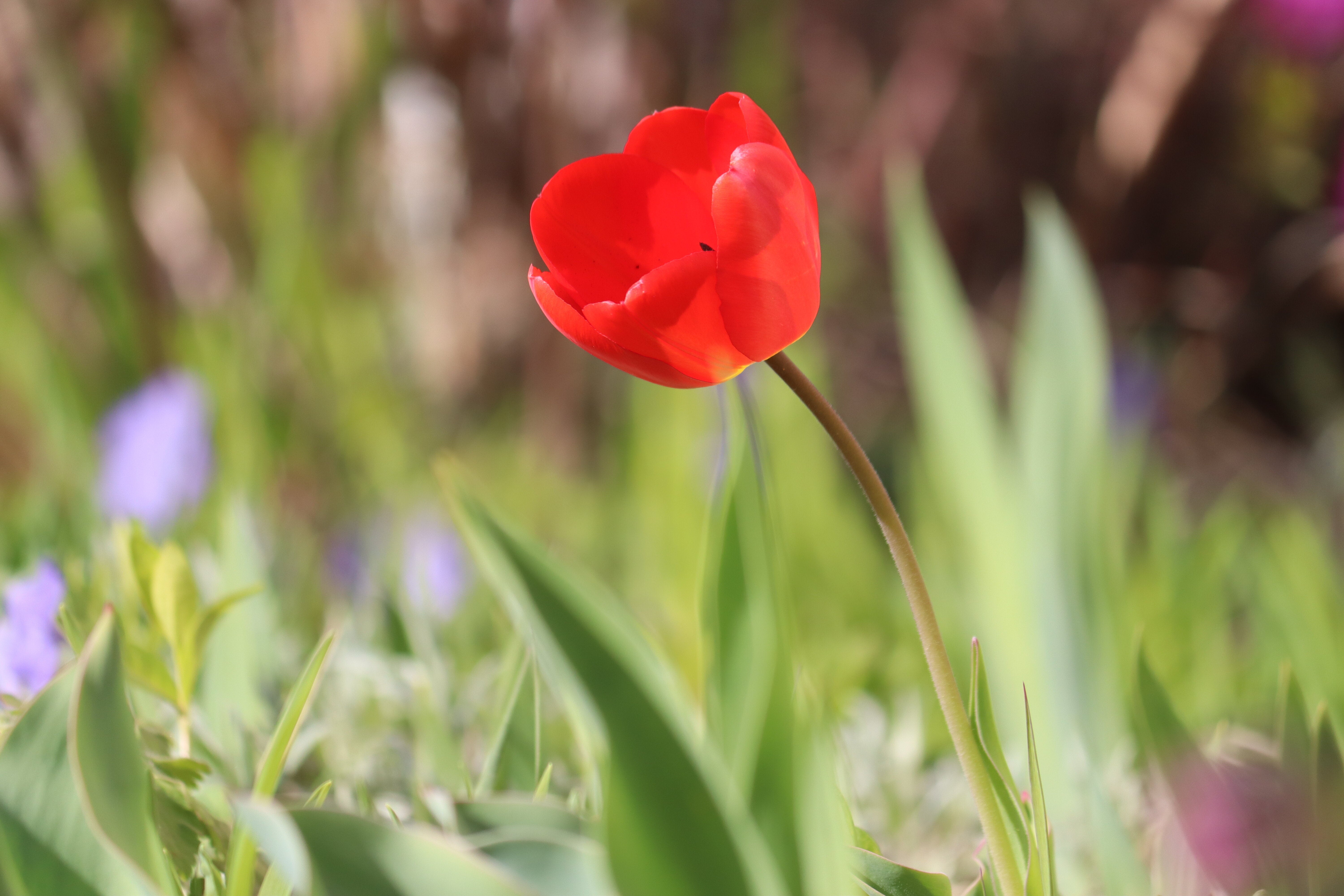 赤いチューリップが3色に…！⇨光と影で偶然生まれた美しい「壁アート」に41万「いいね」