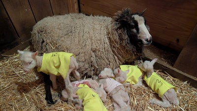 Vermont Sheep Expected To Have Twins Surprises Farmers With 4 More
