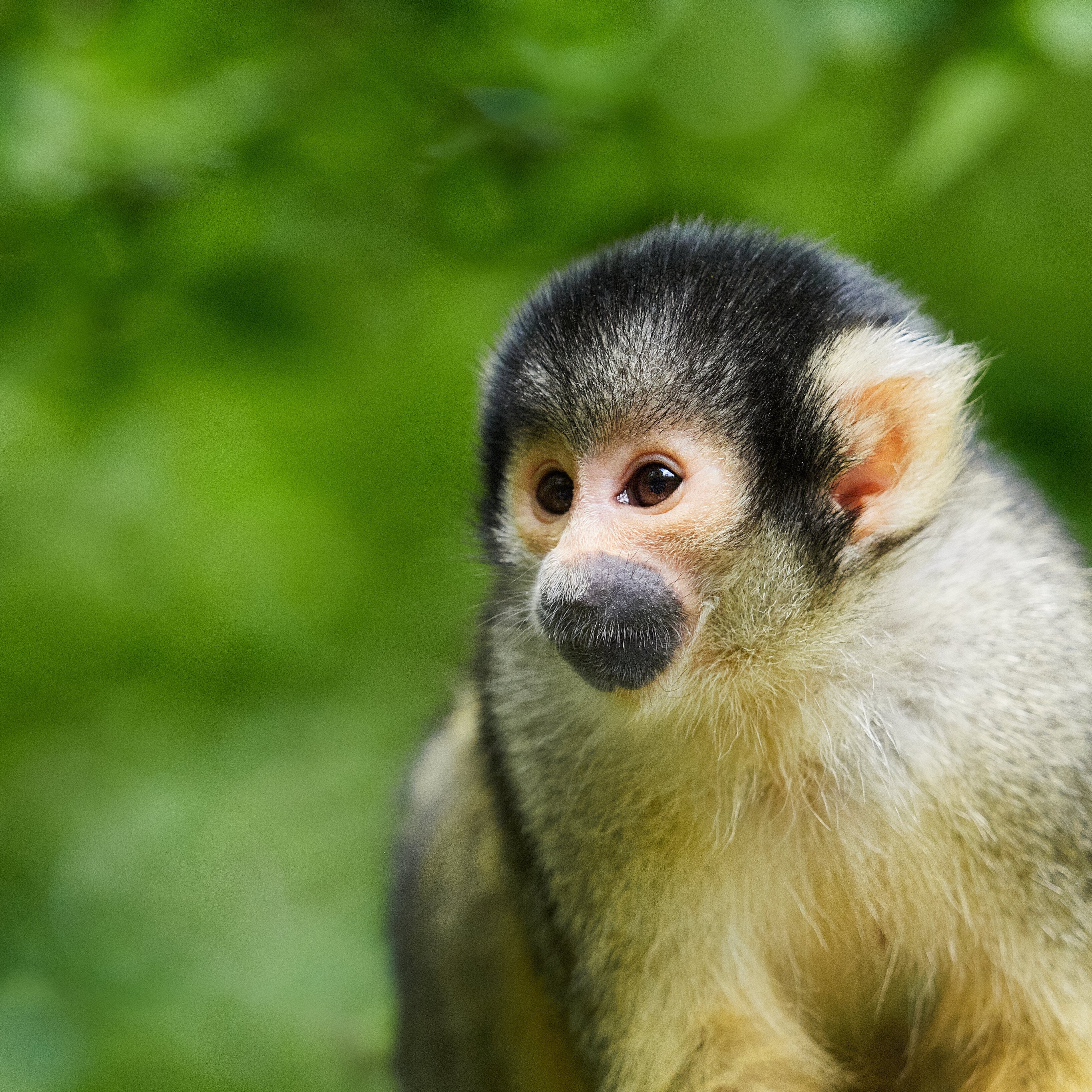 28歳のご長寿リスザルが話題！愛らしい鳴き声「元気をもらいました」の声