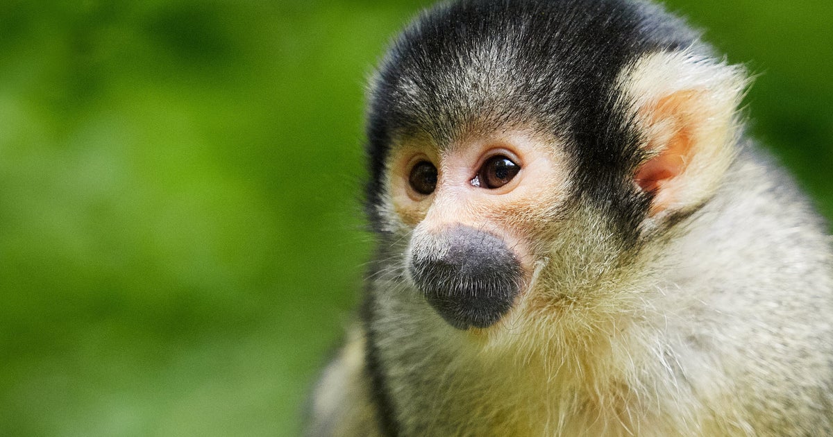 28歳のご長寿リスザルが話題！愛らしい鳴き声「元気をもらいました」の声